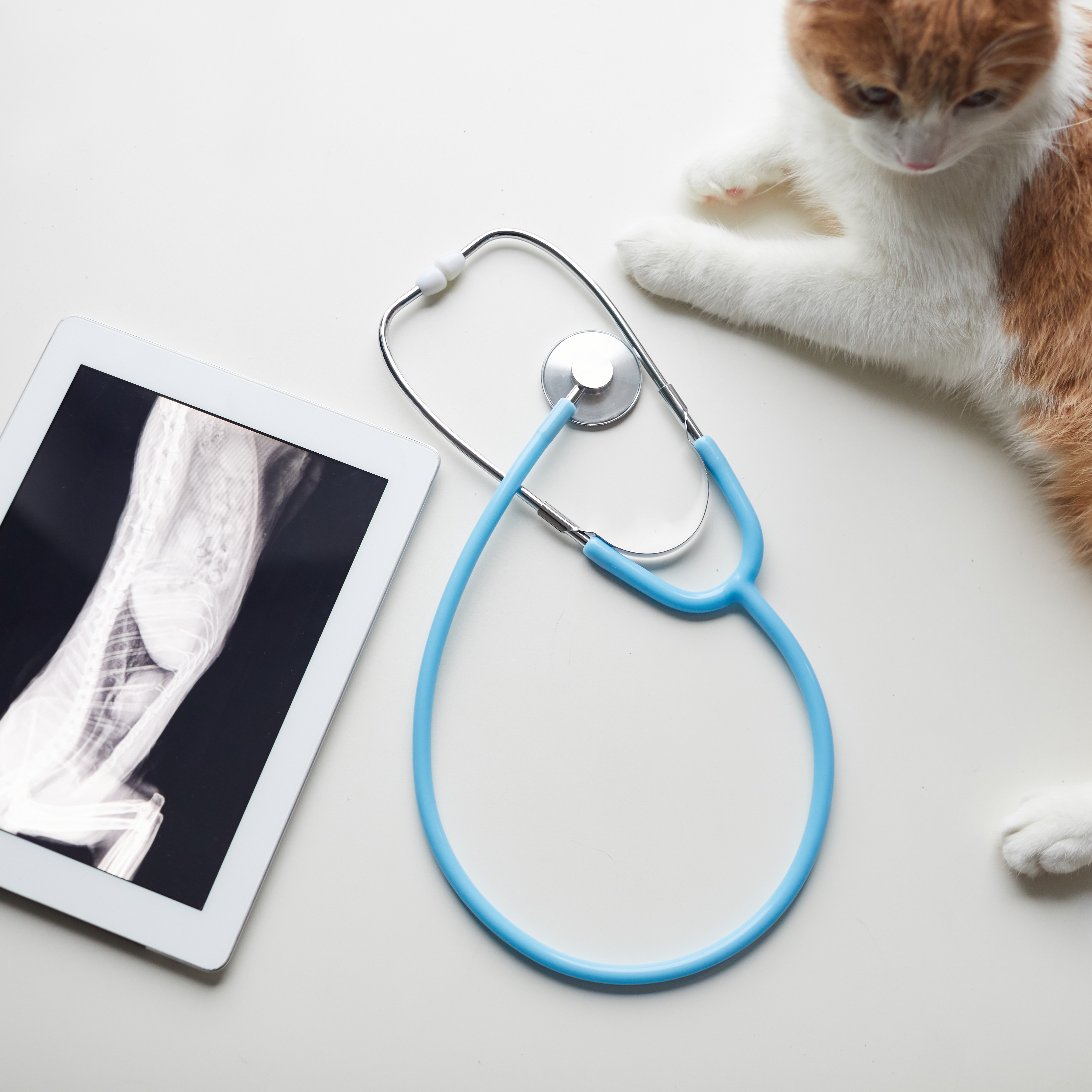 Radiology - cat laying next to readiograph