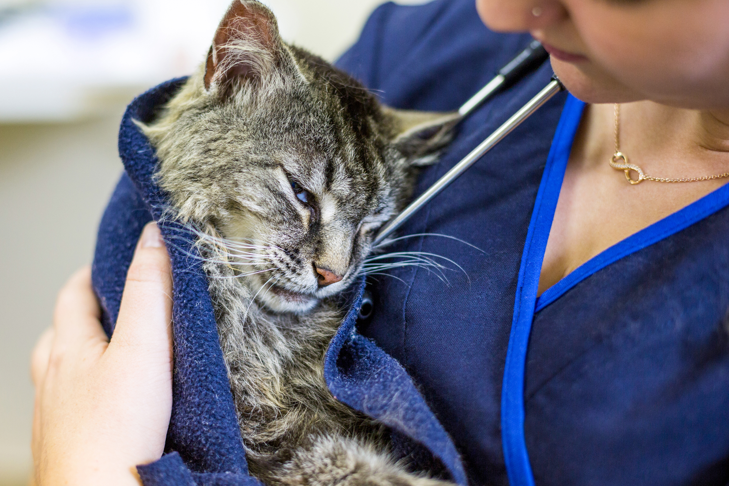 Cat being held by staff member