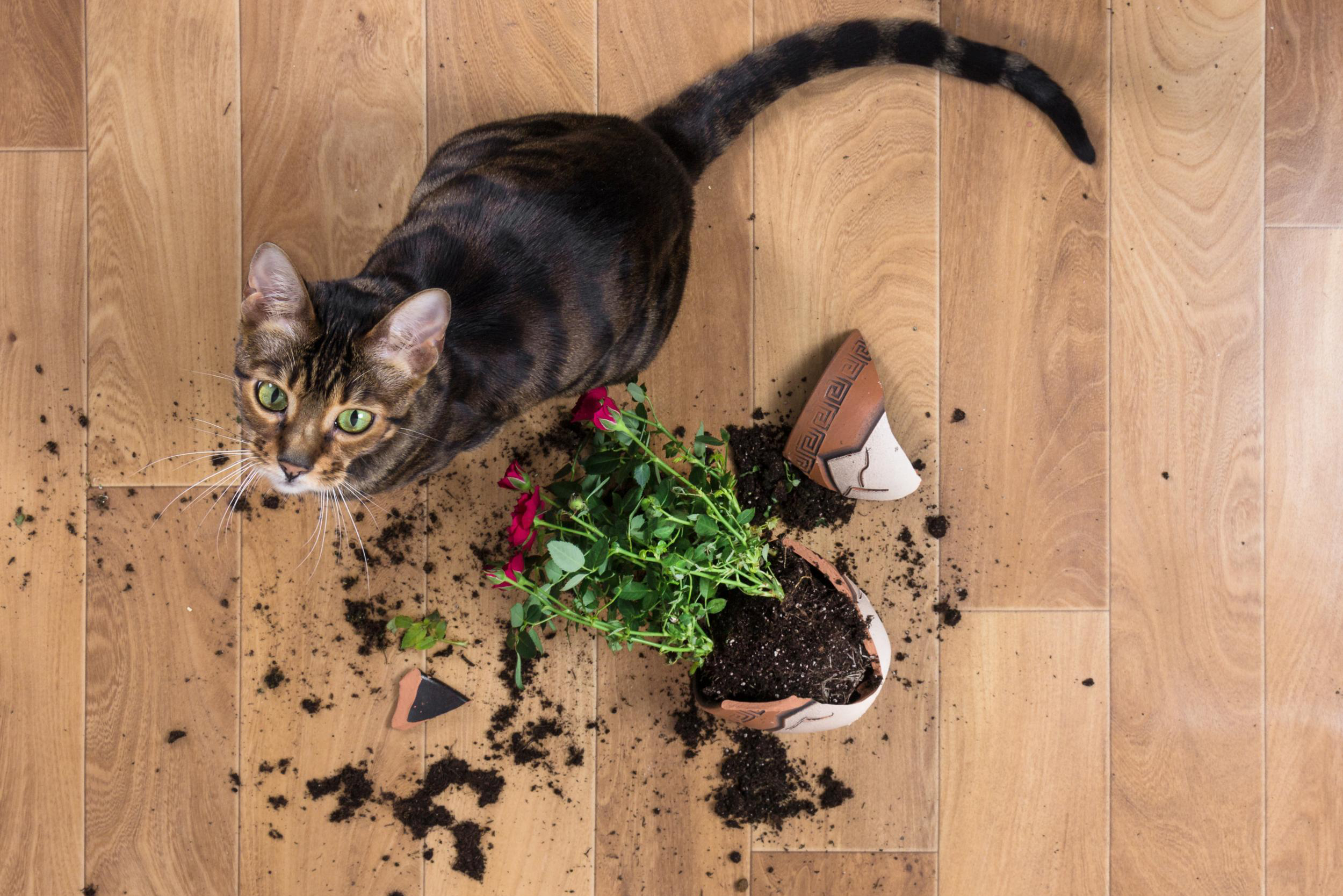 Cat knocked over a plant pot and it is broken on the floor