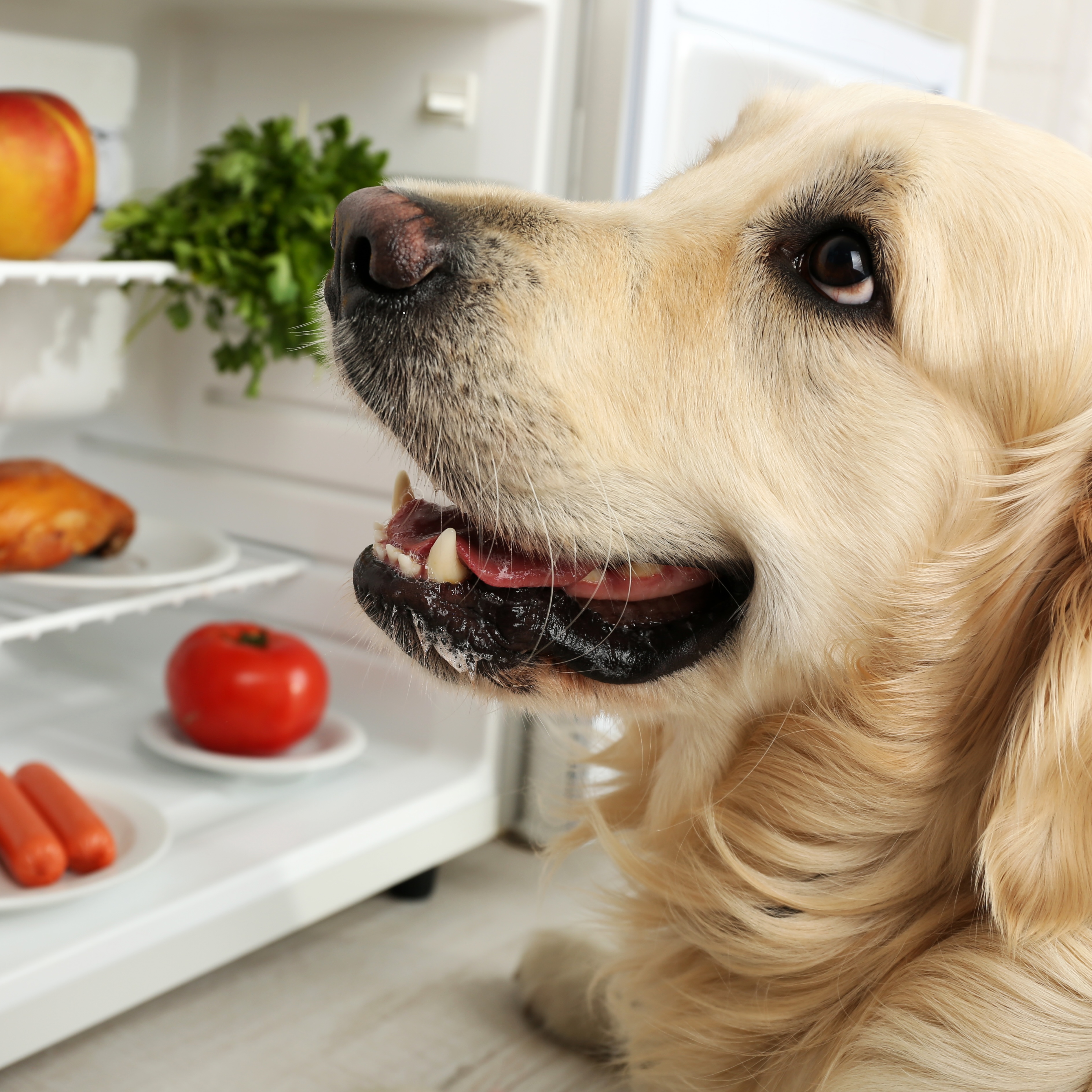 Dog next to fridge full of food