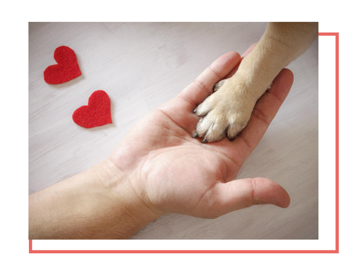 Reviews Image - Paw With Hearts in Hand