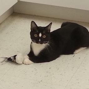 Buster - cat laying on the floor