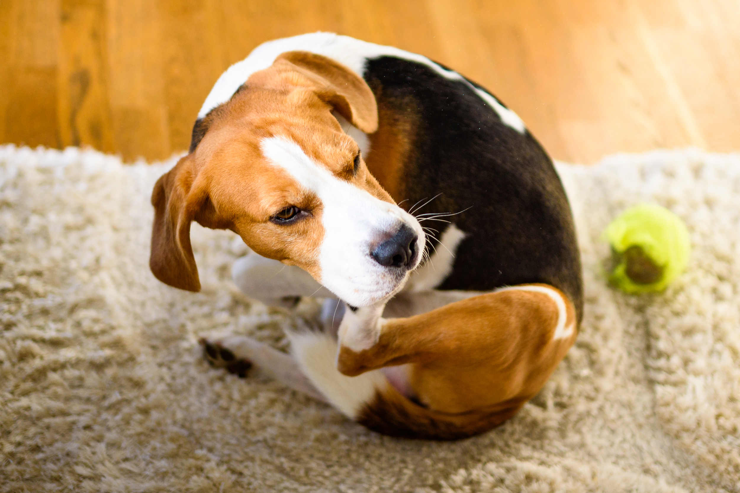 Dog itching on carpet