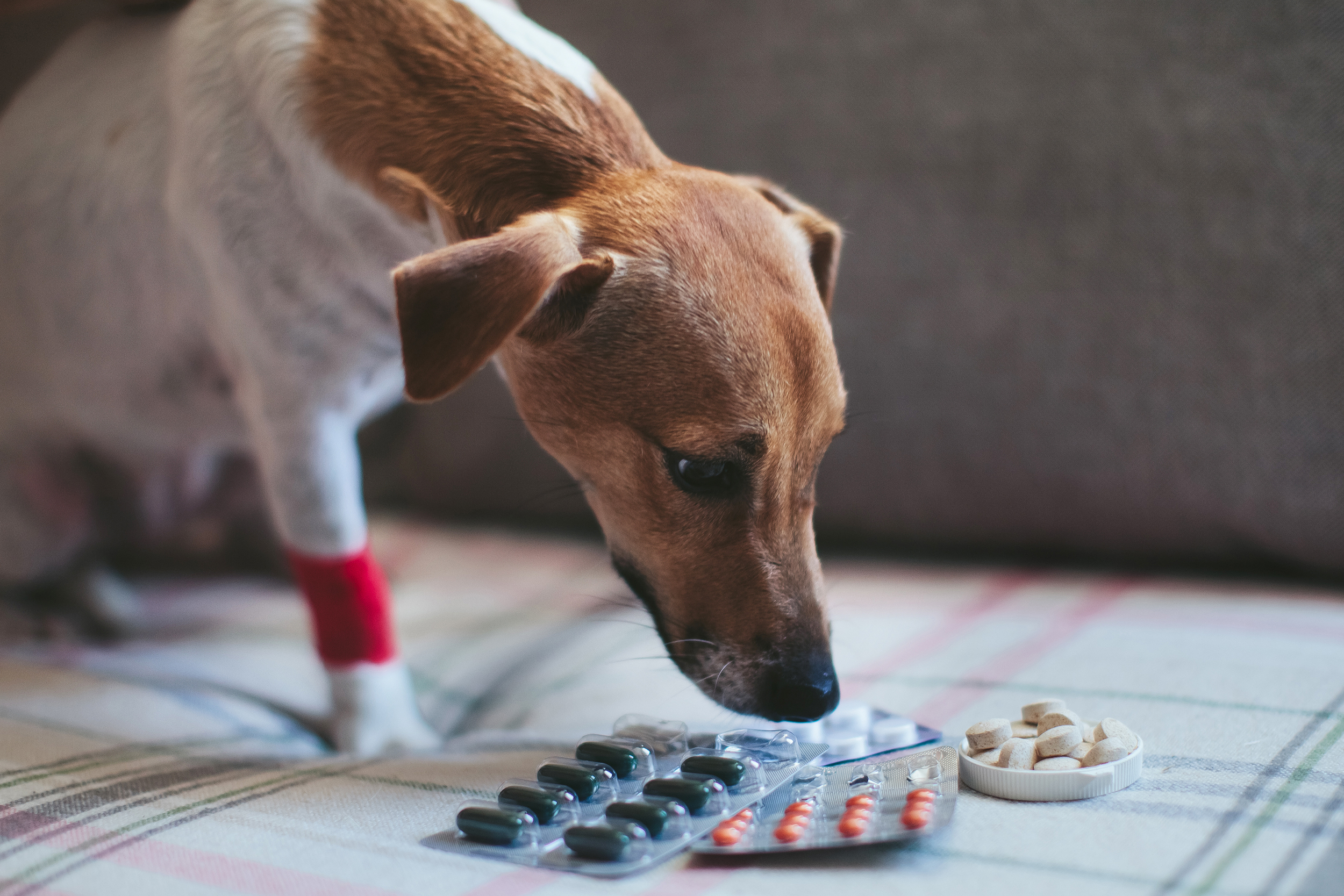 Dog sniffing packets of medicine