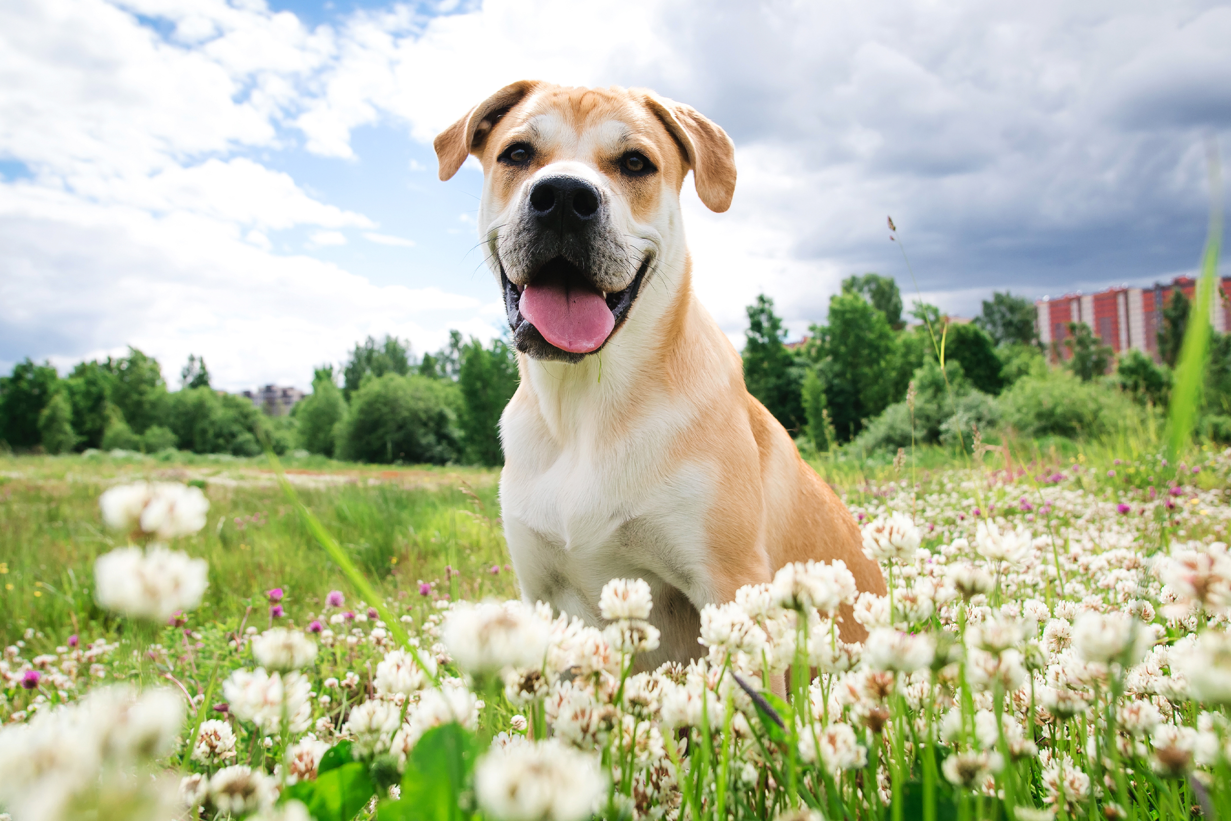 Dog sitting in the middle of a field of flowers