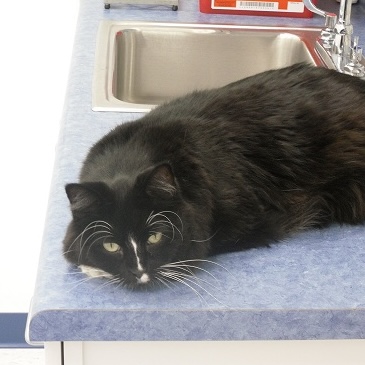 Cat laying on treatment table