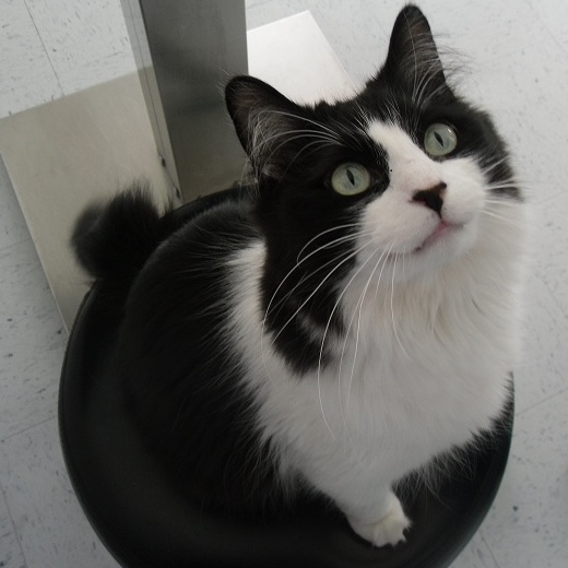 Black and White Tuxedo Cat