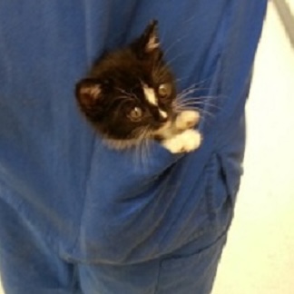 Buster - cat laying on the floor