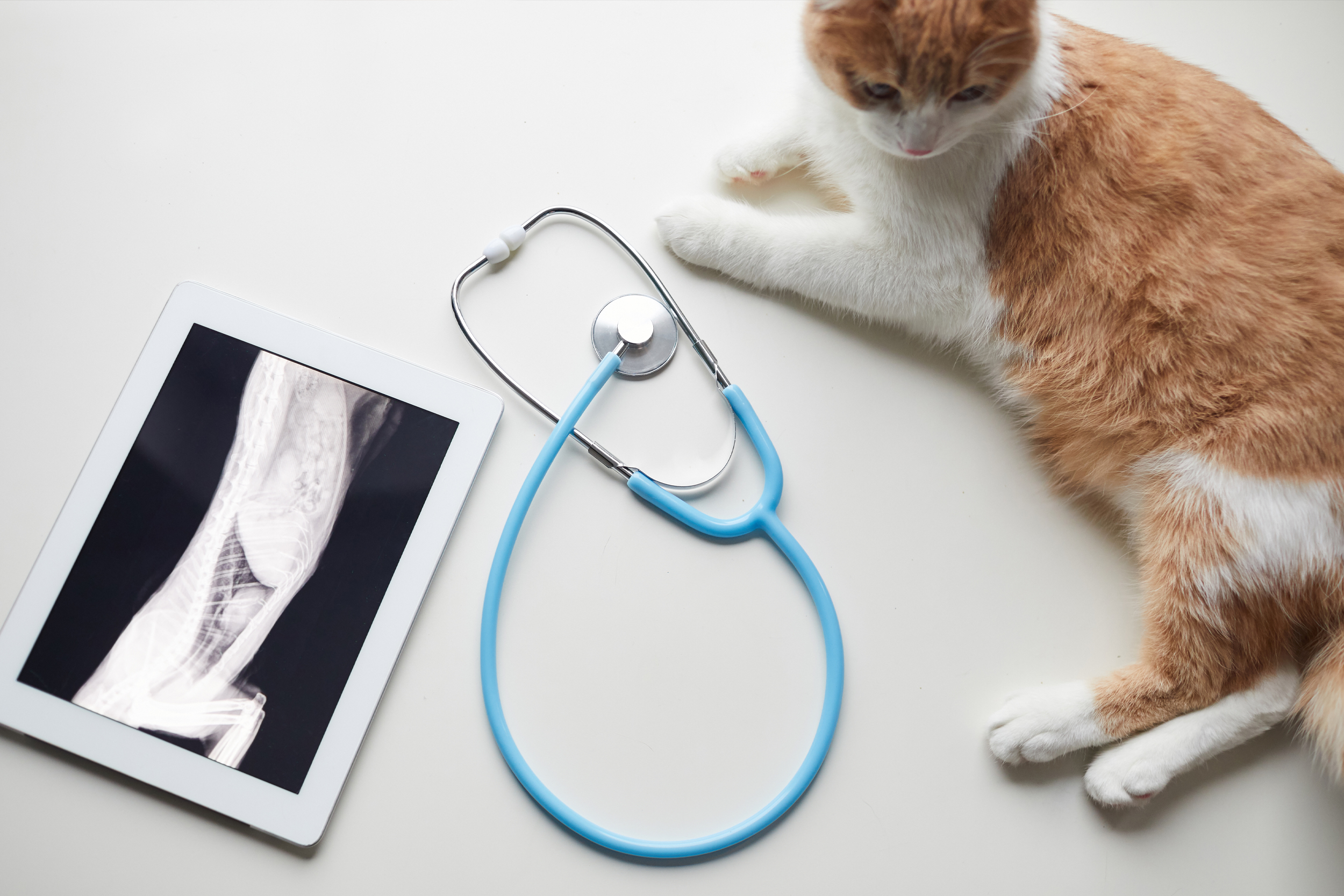 Cat laying down next to a radiograph