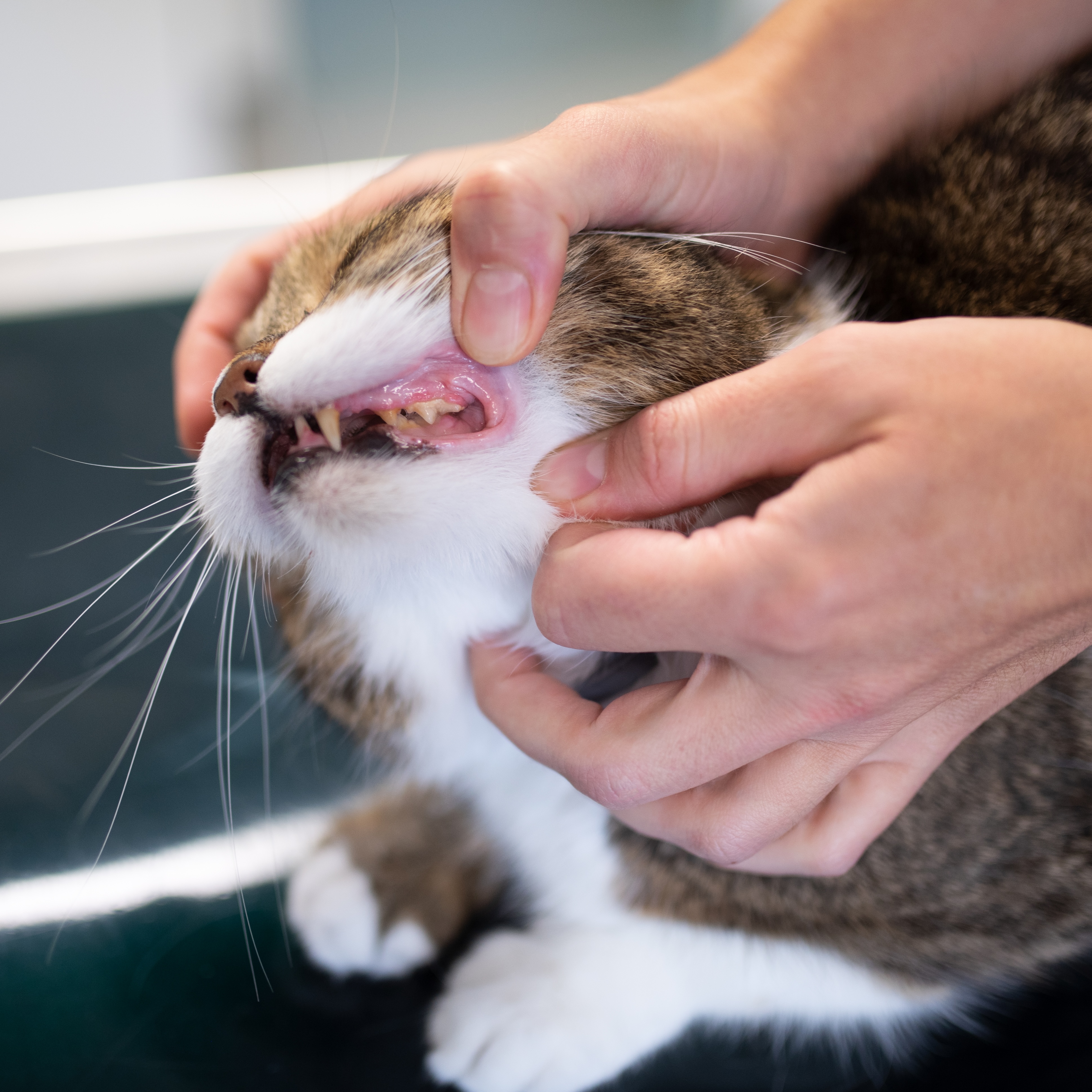 Dentistry - cat being examined