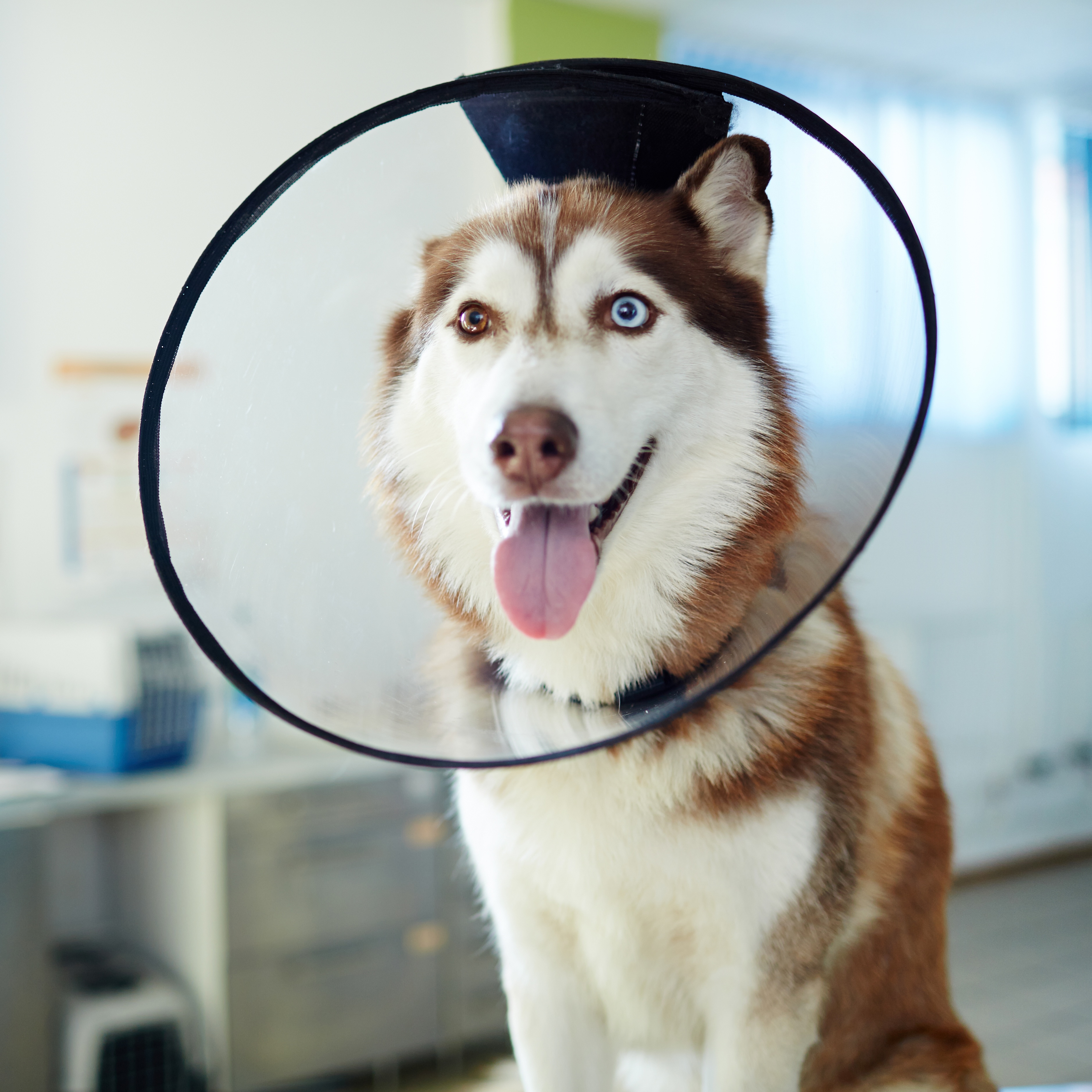 Surgery - dog sitting with a cone on