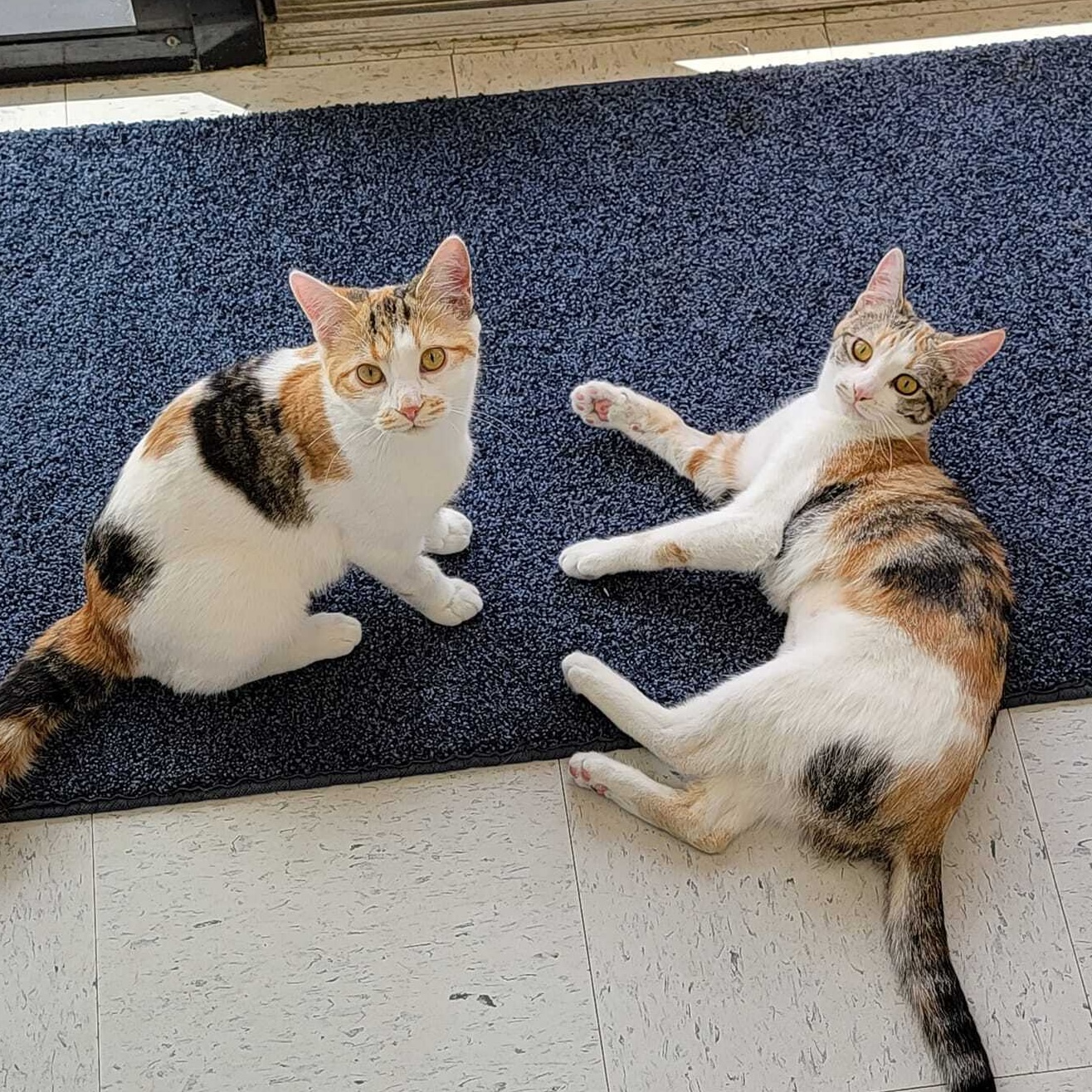 Two cats laying on the floor