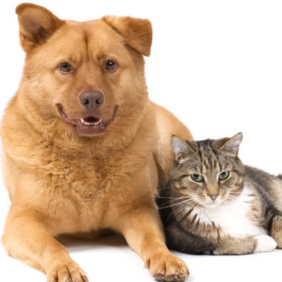 Cat and dog